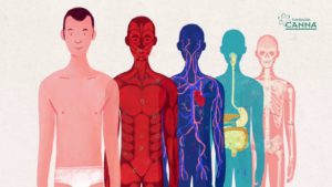 Read more about the article Η Κάνναβη και το Ενδοκανναβινοειδές Σύστημα