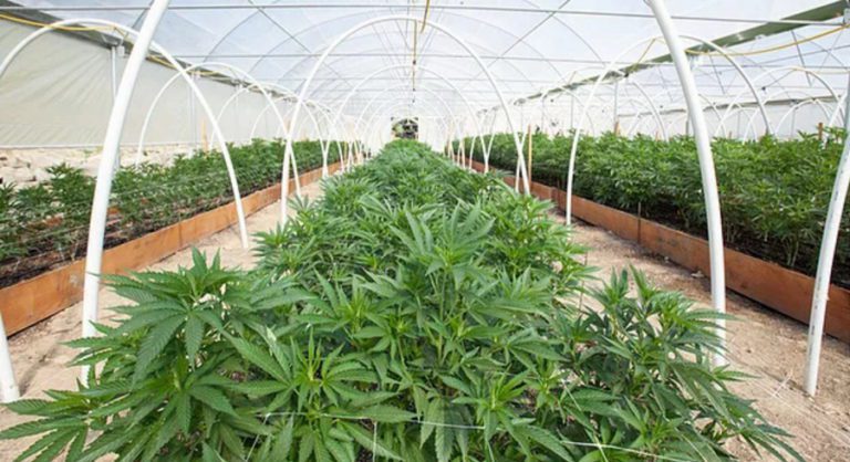 Read more about the article Η κάνναβη, ένα σύνθετο φυτό: διαφορετικές ενώσεις και διαφορετικές επιδράσεις στα άτομα