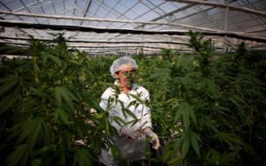 Read more about the article Μελέτη: Με την CBD, το 80% των παιδιών με αυτισμό είδαν βελτίωση!