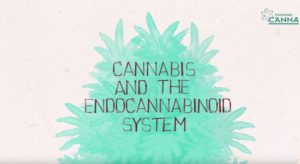 Read more about the article Η Κάνναβη και το Ενδοκανναβινοειδές Σύστημα