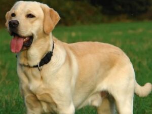 Read more about the article Ρευματικά σκύλου-Μαρία